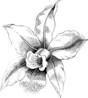 Flower of Laelia Anceps vintage illustration. vector