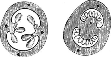 Cross Section of Ovary of Flower of Gooseberry and Potato vintage illustration. vector