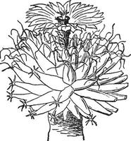 Leuchtenbergia Principis vintage illustration. vector