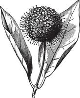 Cephalanthus vintage illustration. vector