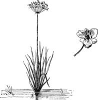 hábito y soltero flor de butomus ombligo Clásico ilustración. vector