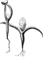 Seedling of Prickly Pear vintage illustration. vector