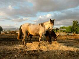 horses eating hay in a field photo