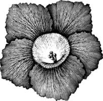 Flower of Single Garden Petunia vintage illustration. vector