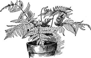 Tectaria Cicutaria vintage illustration. vector