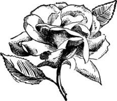 Rose vintage illustration. vector