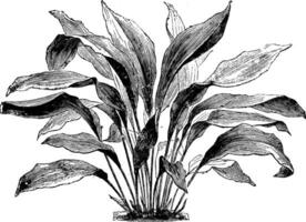 Aspidistra Lurida vintage illustration. vector