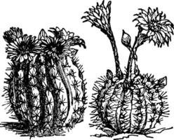 Cacti vintage illustration. vector