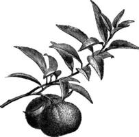 Fruiting Branch of Mandarin Orange vintage illustration. vector