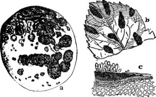 Scab Fungus vintage illustration. vector