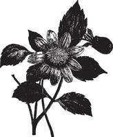 Dahlia Coccinea vintage illustration. vector