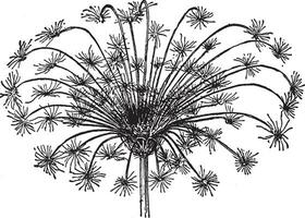 ilustración vintage de umbela de zanahoria. vector