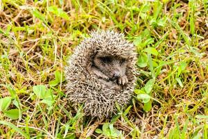 a hedgehog is curled up in the grass photo