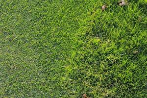 un verde césped con un pocos hojas en eso foto