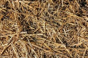 a close up of a pile of straw photo