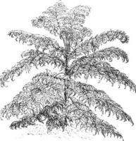 Rhus Glabra Laciniata vintage illustration. vector