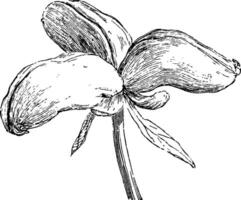 Follicles of Paeonia vintage illustration. vector