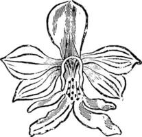 soltero flor de calanta veratrifolia Clásico ilustración. vector