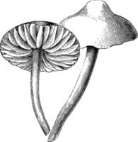 Marasmius Oreades vintage illustration. vector