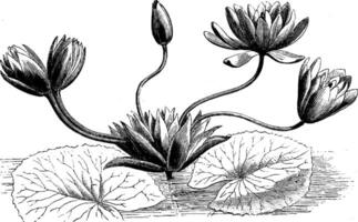 Abnormal Inflorescence of Nymphaea Lotus vintage illustration. vector
