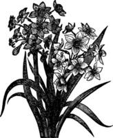 Narcissus vintage illustration. vector