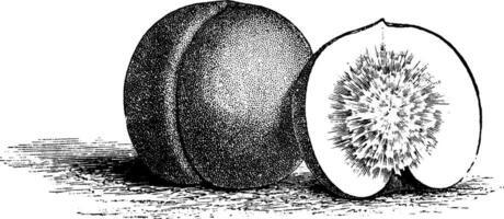 albérchigo nectarina Clásico ilustración. vector