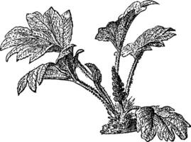 Chilean Rhubarb vintage illustration. vector