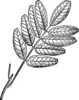 Pilocarpus Branch vintage illustration. vector