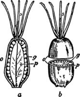 ilustración vintage de pamplina oreja de ratón. vector