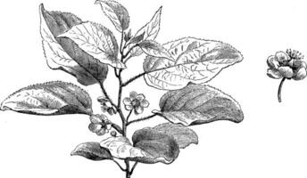 Actinidia Volubilis Shrub vintage illustration. vector