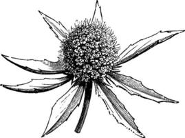 Eryngium Planum vintage illustration. vector