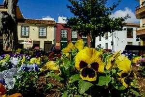 amarillo y púrpura flores en un flor cama foto