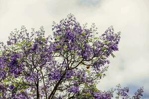 un árbol con púrpura flores foto