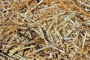 a close up of straw and hay photo