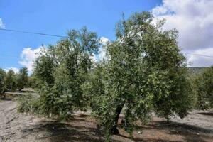 olive trees in an olive grove photo