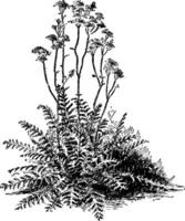 Filipendula Hexapetala vintage illustration. vector