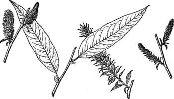 Branch of Salix Missouriensis vintage illustration. vector