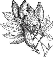 hojas y frutas de seda algodón árbol Clásico ilustración. vector