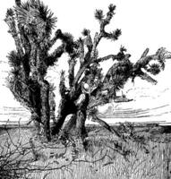 Yucca Palm vintage illustration. vector