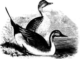 Pin tail Ducks vintage illustration. vector