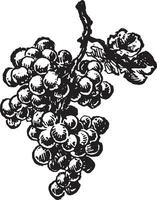 Grapes vintage illustration. vector