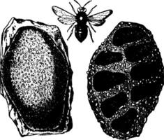 Mason Bee and Nest vintage illustration. vector