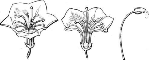 Detached Flower, Section of Detached Flower, and Stamen of Kalmia Latifolia vintage illustration. vector