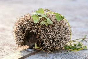 a hedgehog is sitting on the ground photo