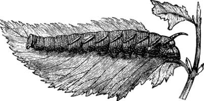 Larva of the Lime Hawk Moth vintage illustration. vector