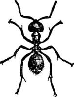 Horse Ant Worker vintage illustration. vector