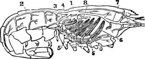 The Heart and Arteries of a Lobster vintage illustration. vector