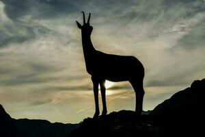 silueta de un ciervo en pie en un rock en el montañas foto