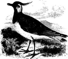 European Lapwing vintage illustration. vector