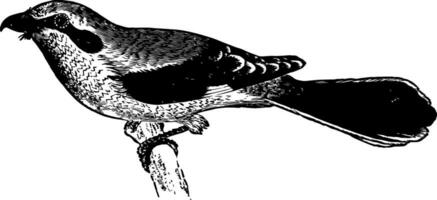 Butcher bird vintage illustration. vector